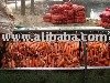 carrots relative