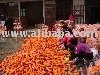 export carrots