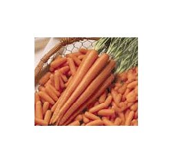 TOPPED FRESH CARROT