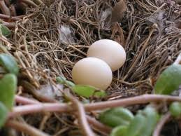 Dove Eggs and dove
