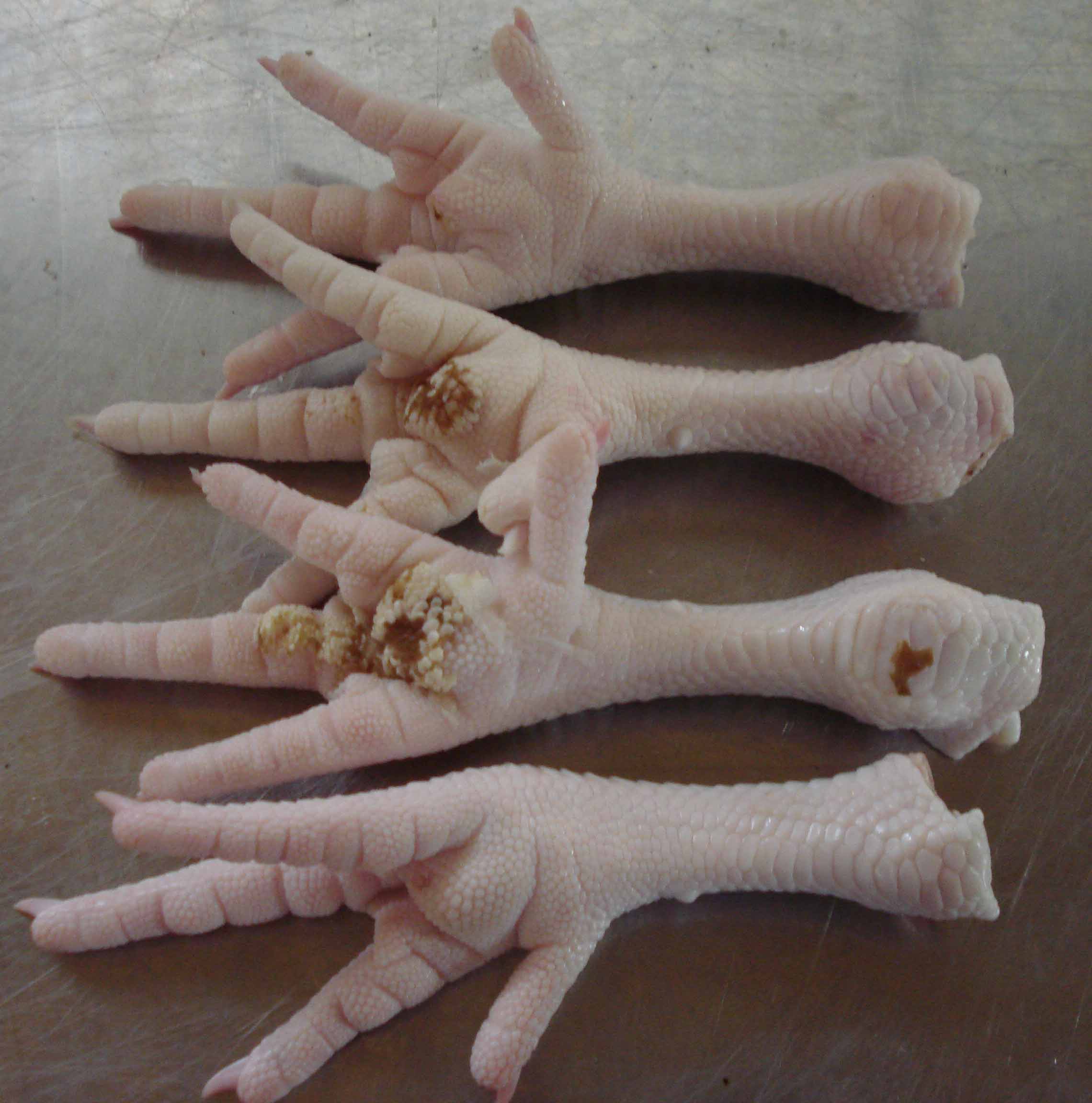 Chicken Feet / Paw,Sri Lanka Neo price supplier - 21food