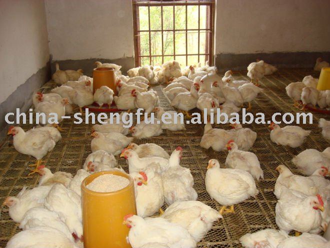 40% Protein Animal  Feed   Yeast 