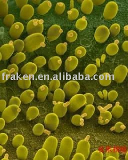 Yeast extract food grade