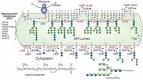 Bakers yeast glycan , E408