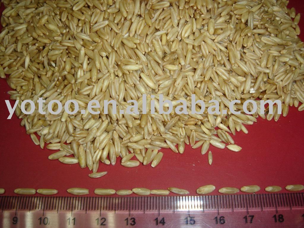 oat kernel