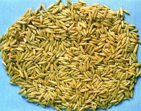 Feed OATS