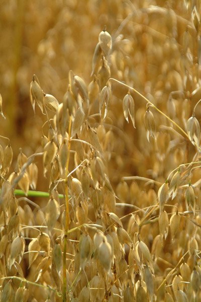 White Oats