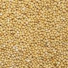 Oats grain  and other barley grain Products