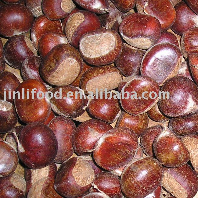 fresh chestnut