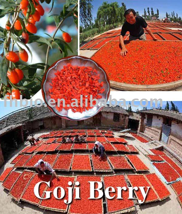 2010 new crop goji berry