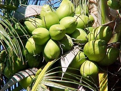 Vietnam Desiccated coconut high fat