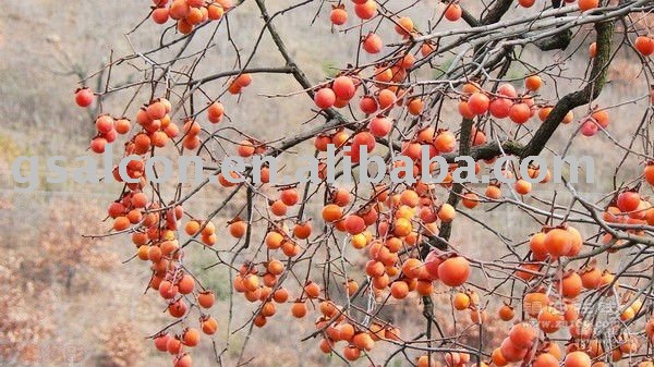 persimmon