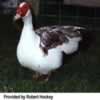 Black Turkey