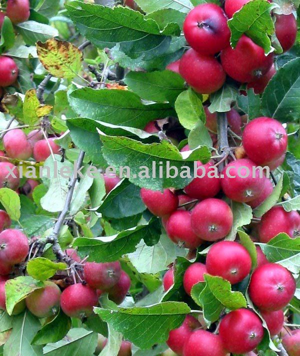 Glazed Crab Apple