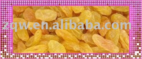 Dried Golden Raisin in Bulk