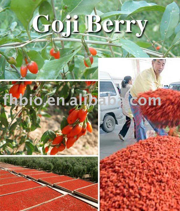 2010 new crop Goji