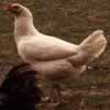 Hen