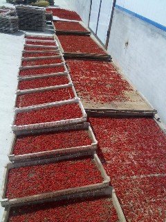 organic wolfberry