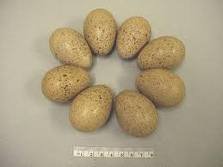 Grouse eggs and grouse
