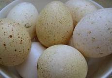 Turkey eggs and turkey