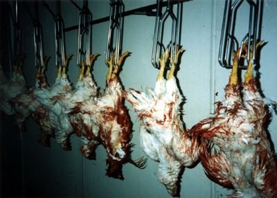 Chicken Parts and Whole Birds for sale
