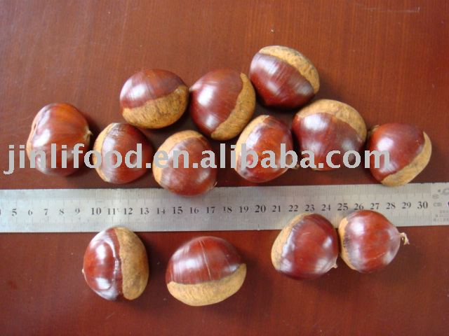 Chestnut