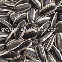Sunflower Seeds in shell