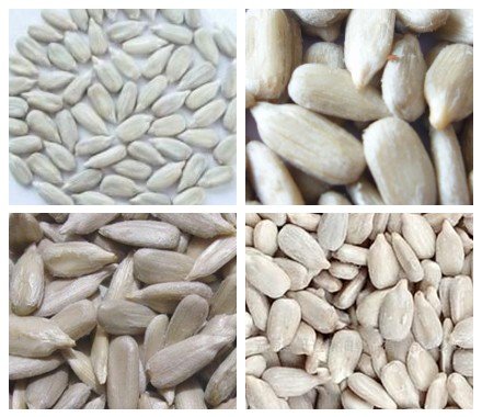 NEW CROP Sunflower Kernels