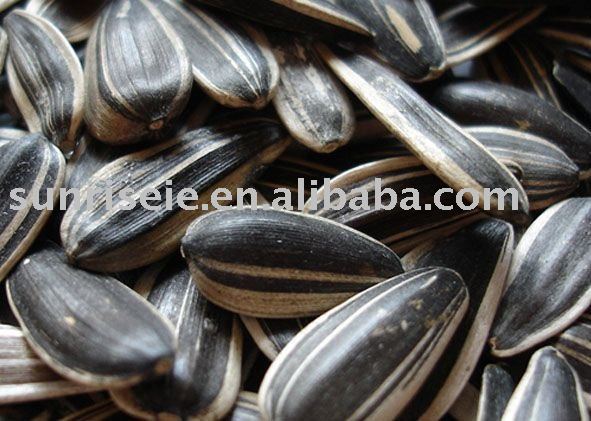 Sunflower seed, long type