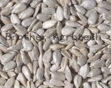 top quality new crop sunflower kernels
