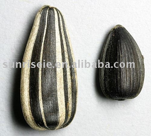  Inner   Mongolia  sunflower  seeds  5135