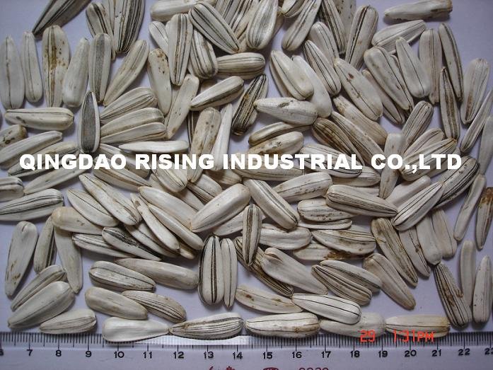 High quality sunflower seeds