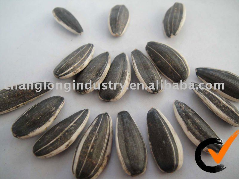 Sunflower Seed (American type)