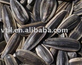 China Raw Sunflower Seeds in shell