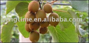 organic dried kiwi fruit