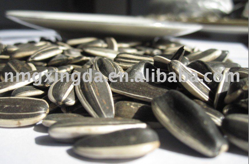 2010 new crop sunflower seed