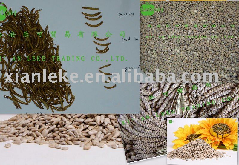 sunflower seeds kernels  bird food