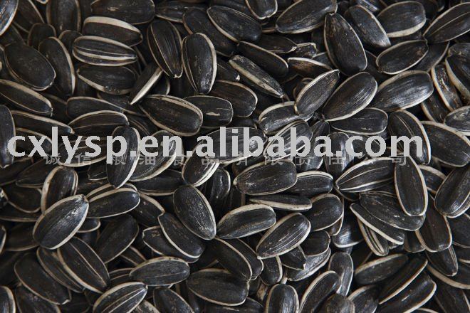 sunflower seeds 135