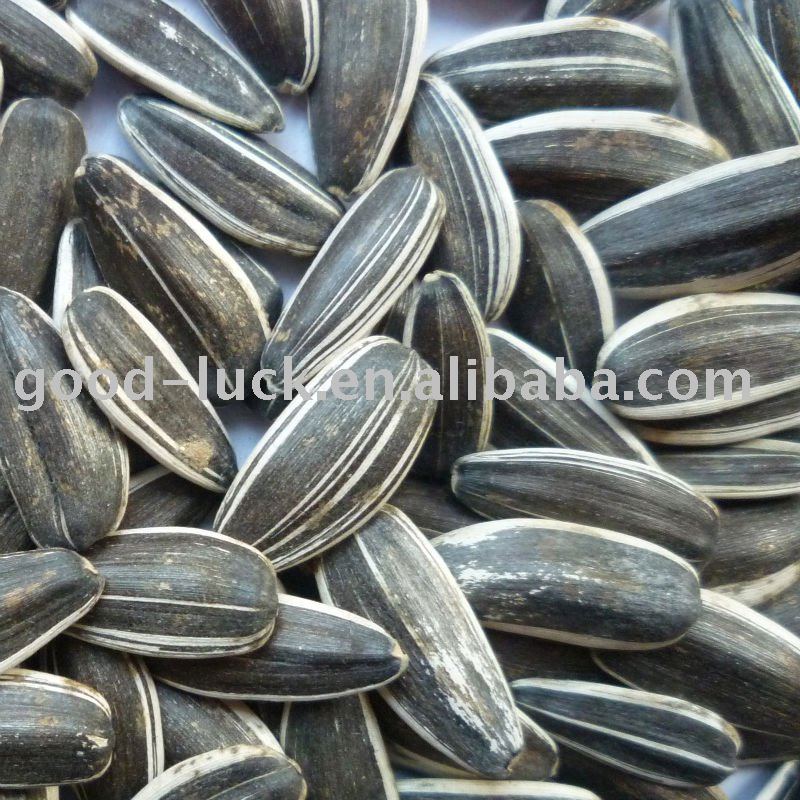 2010 new crop hps black sunflower seeds
