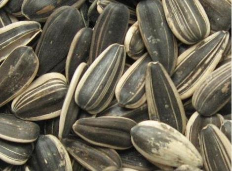 sunflower seeds 5135 5009 118 909
