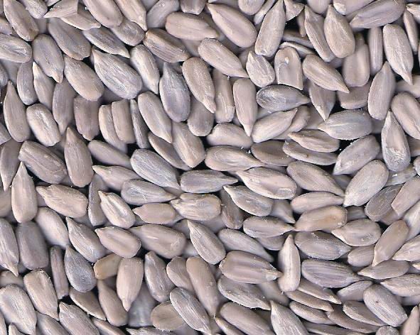 Organic Sunflower Kernels
