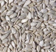Sunflower Kernel