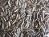 Sunflower seeds