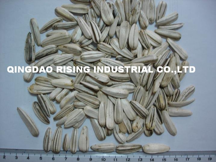 White sunflower seeds