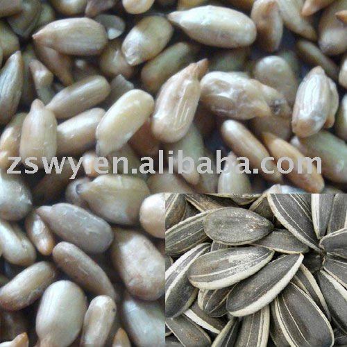 Roasted  sunflower   kernels 