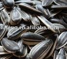 Sunflower seeds