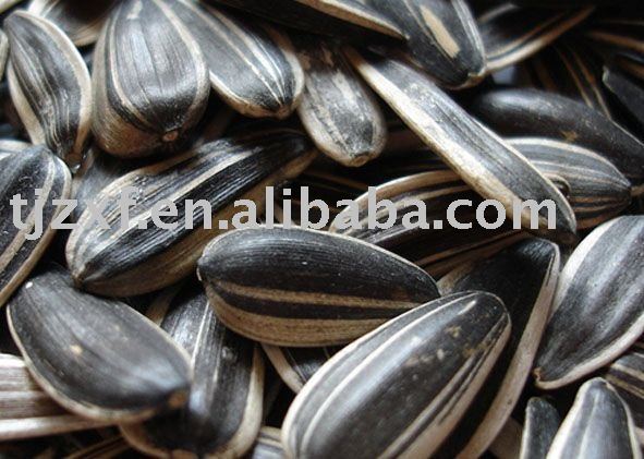 Black sunflower seeds in shell