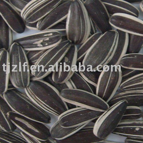 Sunflower seed