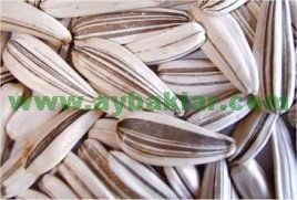 6,5mm white sunflower seed
