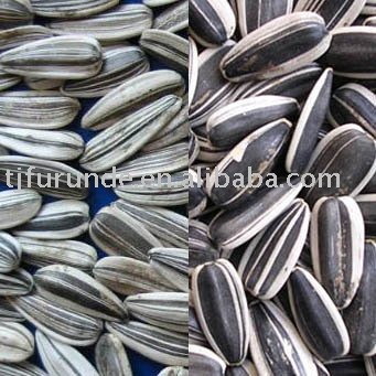 Sunflower seed 87482